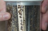 Bedbugs control and prevention: What to do about them | AP News