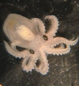3D structure of DNA may explain how cephalopods evolved complex brains