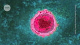 COVID can wake up a slew of dormant viruses inside you