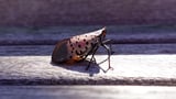 Pennsylvania senators introduce bill to combat spread of spotted lanternflies