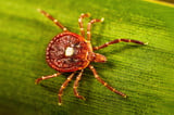 Rare, potentially fatal virus confirmed in NY for first time