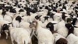 Thousands of sheep stolen in $1.7m heist