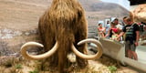 Colossal Biosciences: Stem cell breakthrough brings woolly mammoth revival closer