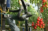 YC-backed Four Growers builds robots to help solve greenhouse labor shortages | TechCrunch