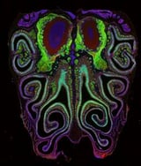 Scientists create first-ever ‘smell map’