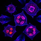 Innovative KIR-CAR T Cell Therapy Demonstrates Potential Against Multiple