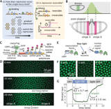 Optogenetic dissection of transcriptional repression in a multicellular organism