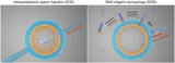 Programming membrane transport