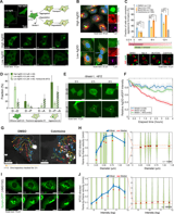 Episodic transport of protein aggregates achieves a positive size selectivity in aggresome formation