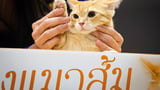 Why are orange cats orange? A small missing piece of DNA is why, 2 new studies explain