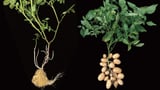 The modern potato evolved from a wild tomato fling 9 million years ago, scientists say