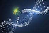 Glowing Monkeys? Scientists Rewrite the Rules of Primate Genetic Engineering