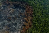 Amazon and Cerrado deforested areas drops by more than 11% in 2025