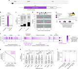Pervasive phosphorylation by phage T7 kinase disarms bacterial defences