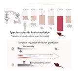 The secret ingredient is time: the role of timing in brain development