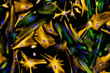 Proof That Adult Brains Make New Neurons Settles Scientific Controversy