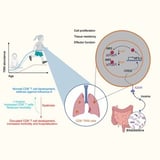 Discovery Suggests Method to Offset Antibiotic-Caused Harm to Infant Immune Systems
