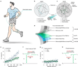 Exciplex-enabled high-efficiency, fully stretchable OLEDs