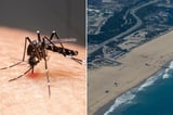 Mosquitos spike in LA with hellish hoards wreaking havoc across city