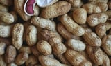 Peanut patch helps toddlers build tolerance to deadly allergy