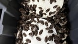 Record bust seizes more than 100,000 exotic cockroaches