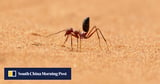 Chinese scientists look at desert ant to create ultra-thin light sensor chip