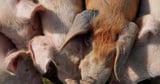Report reveals ‘true scale’ of environmental impact of pig and poultry farming