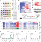 In vivo engineering of CAR natural killer cells for immunotherapy using ligand-directed lipid nanoparticles
