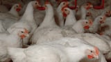 Poultry giant’s huge move over bird flu fears