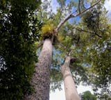 Australia's rainforests are the first to switch from carbon sink to carbon source, study warns
