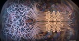 GOOSE: Engineering Disordered Proteins