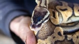 Florida biologists removed 8,080 pounds of invasive pythons in 6 months, thanks to snakes' sex drive