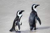Penguins likely starved to death en masse: Populations off South Africa may have fallen 95% in just 8 years