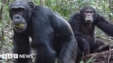 Chimps 'lager a day' in ripe fruit fuels drunken monkey theory