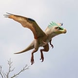 Newly Discovered Velociraptor Relative Likely Glided on Four Wings and