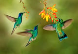 Hummingbird wings: The future of robotic flight