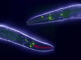 Epigenetic Mechanisms Explain Inheritance of Longevity Markers in C. Elegans