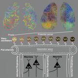 Blood flow makes waves across the surface of the mouse brain