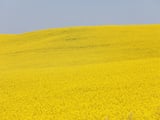 China slaps temporary duties on Canadian canola in ‘gut punch’ move