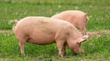Fair Dealing Obligations (Pigs) now in full force