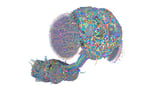 5 amazing visuals show how the male fruit fly’s brain map is advancing neuroscience