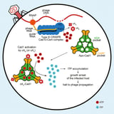 CRISPR-Cas10 can flood virally infected bacteria with toxic molecules, researchers discover