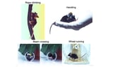 Chinese scientists develop world’s lightest 1-gram wireless mesoscale microscope, a new tool for neuroscience research and BCI research