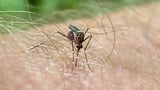 Mosquitoes with ‘toxic’ semen could stem disease spread - research