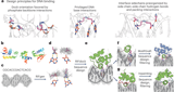 Computational design of sequence-specific DNA-binding proteins