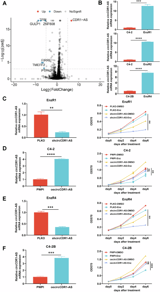 Increased antiandrogen enzalutamide sensitivity via altering prostate cancer stem cell traits through modulating the androgen receptor-mediated CDR1/circCDR1-AS/miR-1290/BMP4 signaling