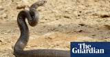 Man dies after being bitten by snake in north Queensland