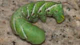 The sphinx pose: Caterpillars reveal a new motionless way to handle pain