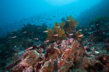 Human-Caused Climate Change Is Making El Niño Stronger, Corals Show