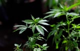 Seven charged as part of illegal marijuana grow operation in Ma.
